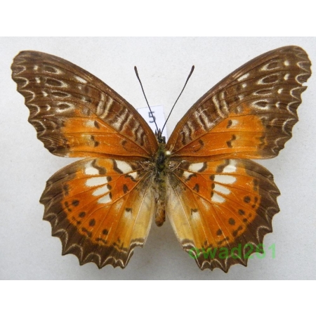 Cethosia biblis picta Felder & Felder, 1867 male Indonesia, Seram 67mm5